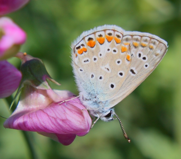 Plebejus sp.? - No, Polyommatus sp.